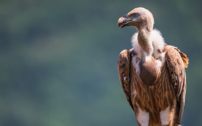 Critically Endangered Vultures Return Home
