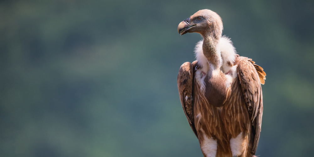 Critically Endangered Vultures Return Home