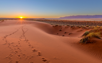 Dreams & Tracking in the Kalahari