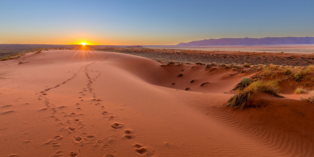 Dreams & Tracking in the Kalahari