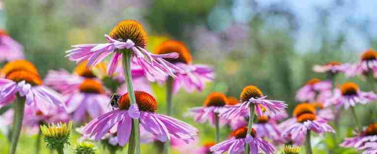 Reduce antibiotic usage in children with Echinacea,