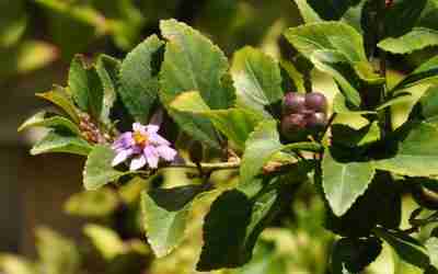 Dietary Diversity with Indigenous Fruits