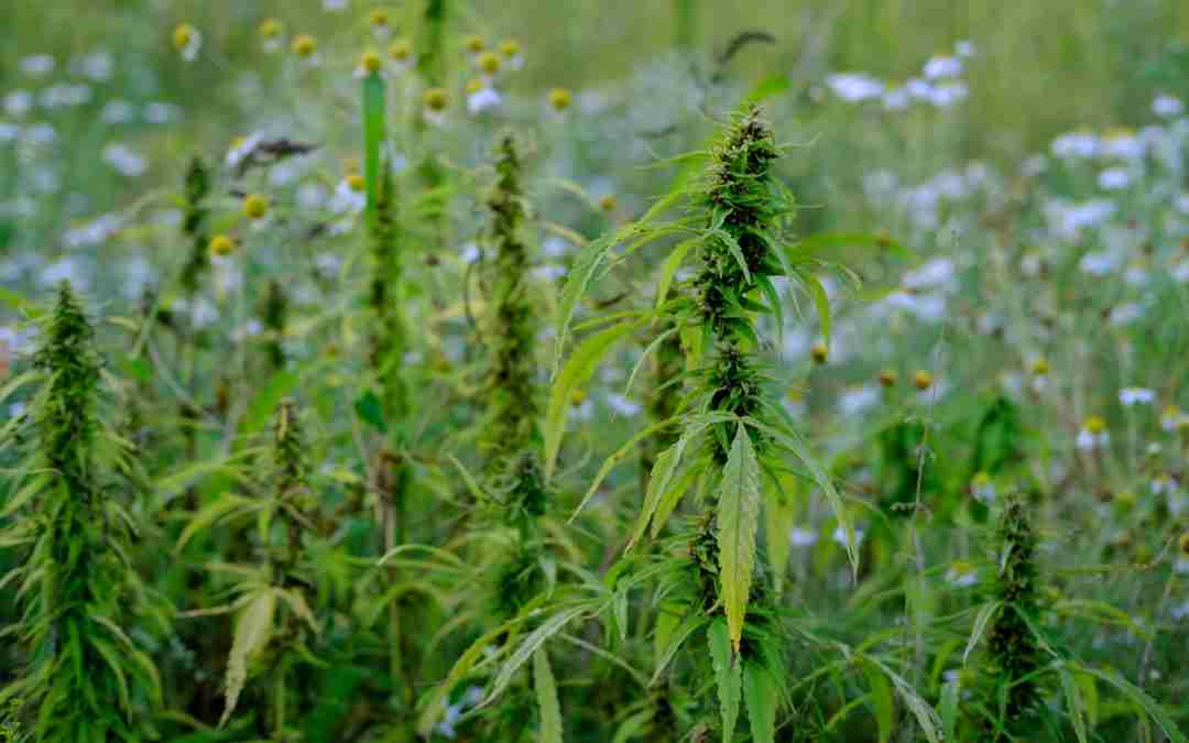 Green Medley – Medicinal Cannabis