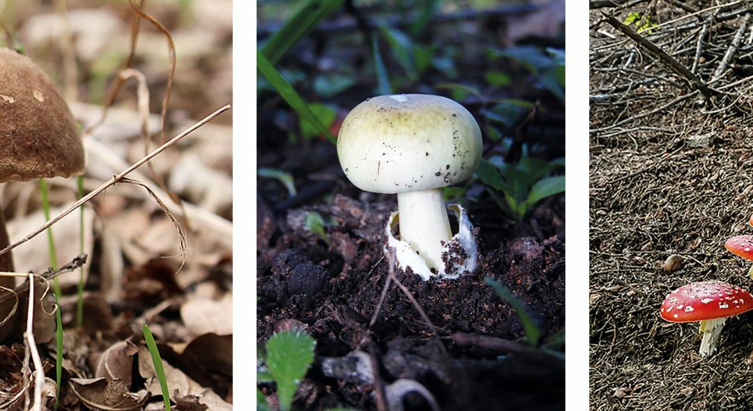 Edible and poisonous mushrooms
