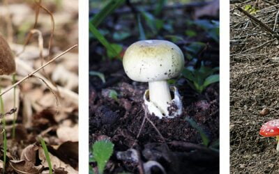 Edible and poisonous mushrooms