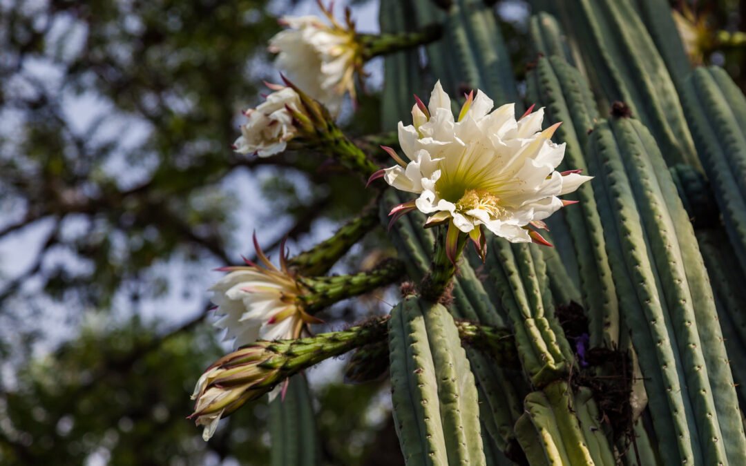 San Pedro: the shaman’s cactus of the sacred waters
