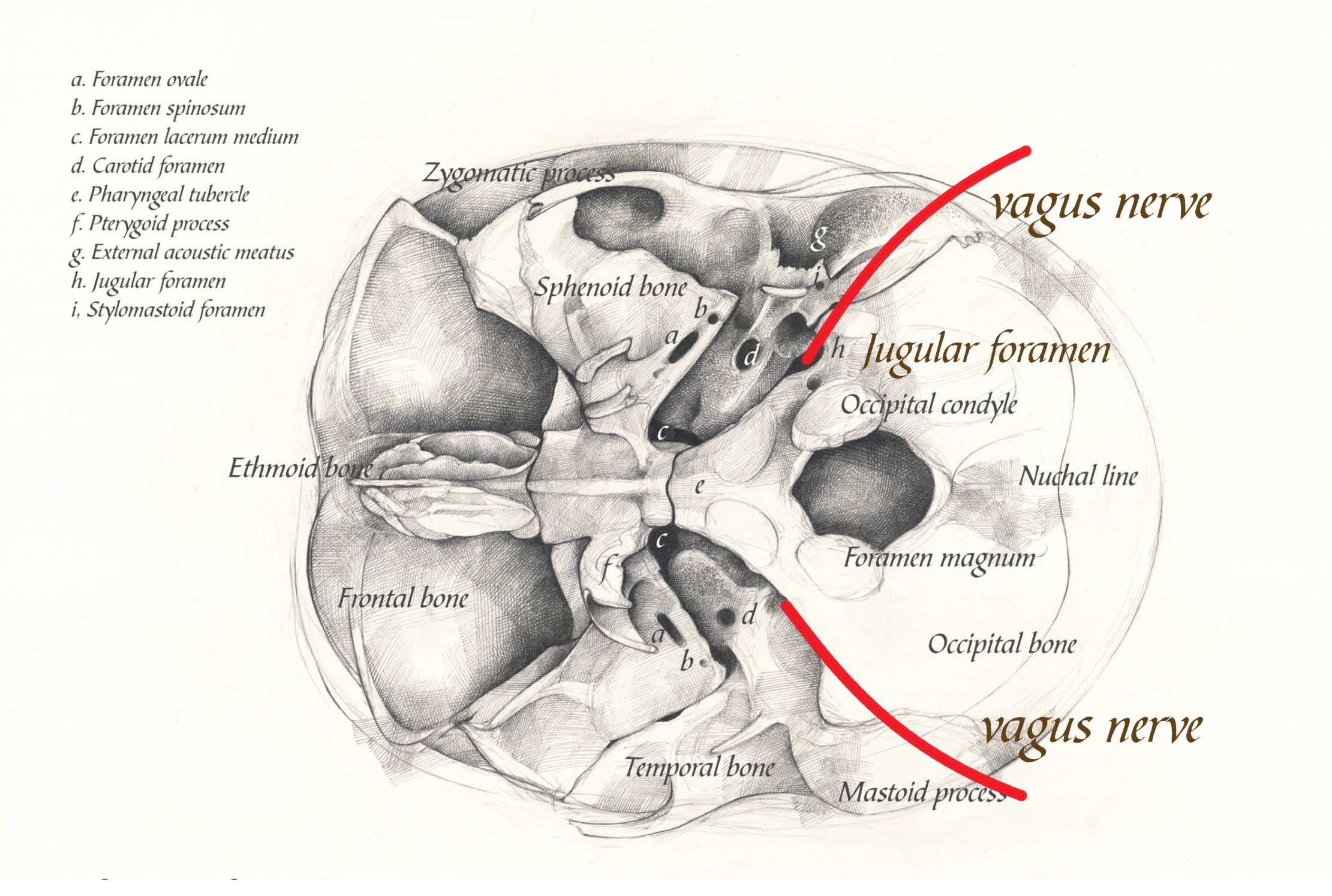 Enigma of the Vagus Nerve