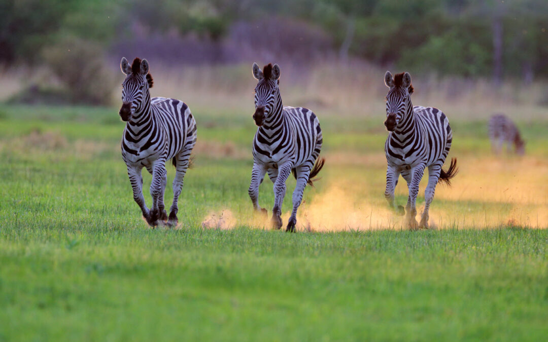 Africa Wild! We earned our stripes