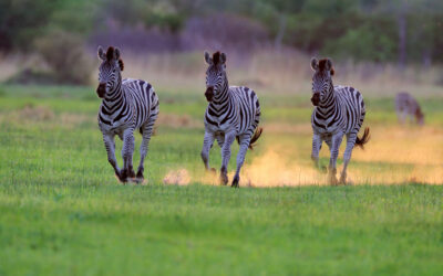 Africa Wild! We earned our stripes