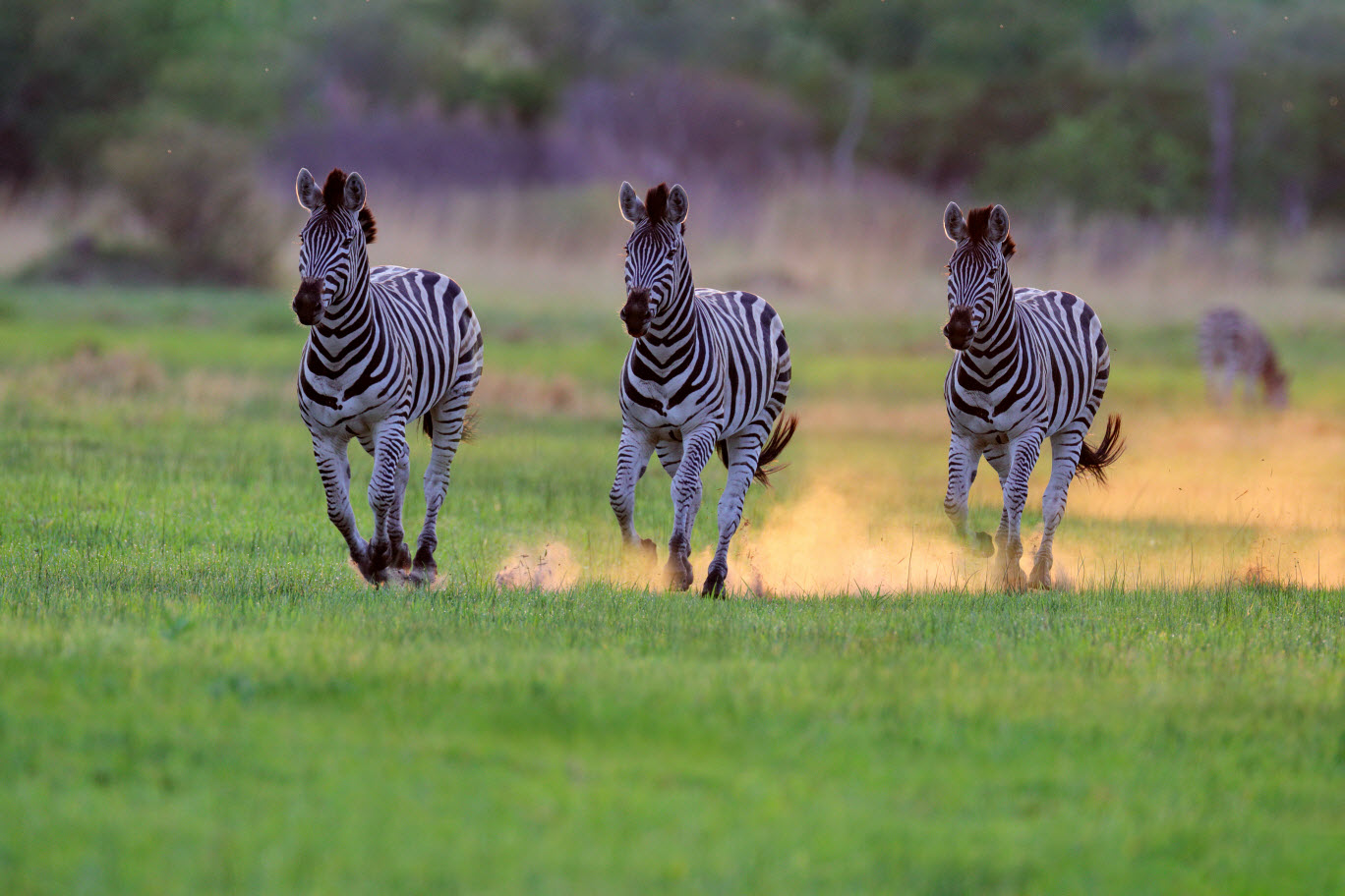 Africa Wild! We earned our stripes