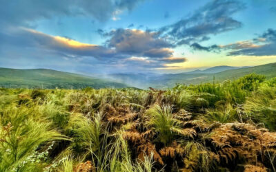 A Walk in the Mountains