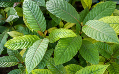 Exploring the Benefits of Kratom