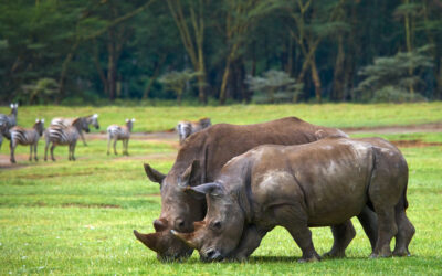 Science Saving Rhinos