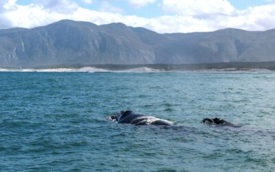 Whale Songs and Deep Listening