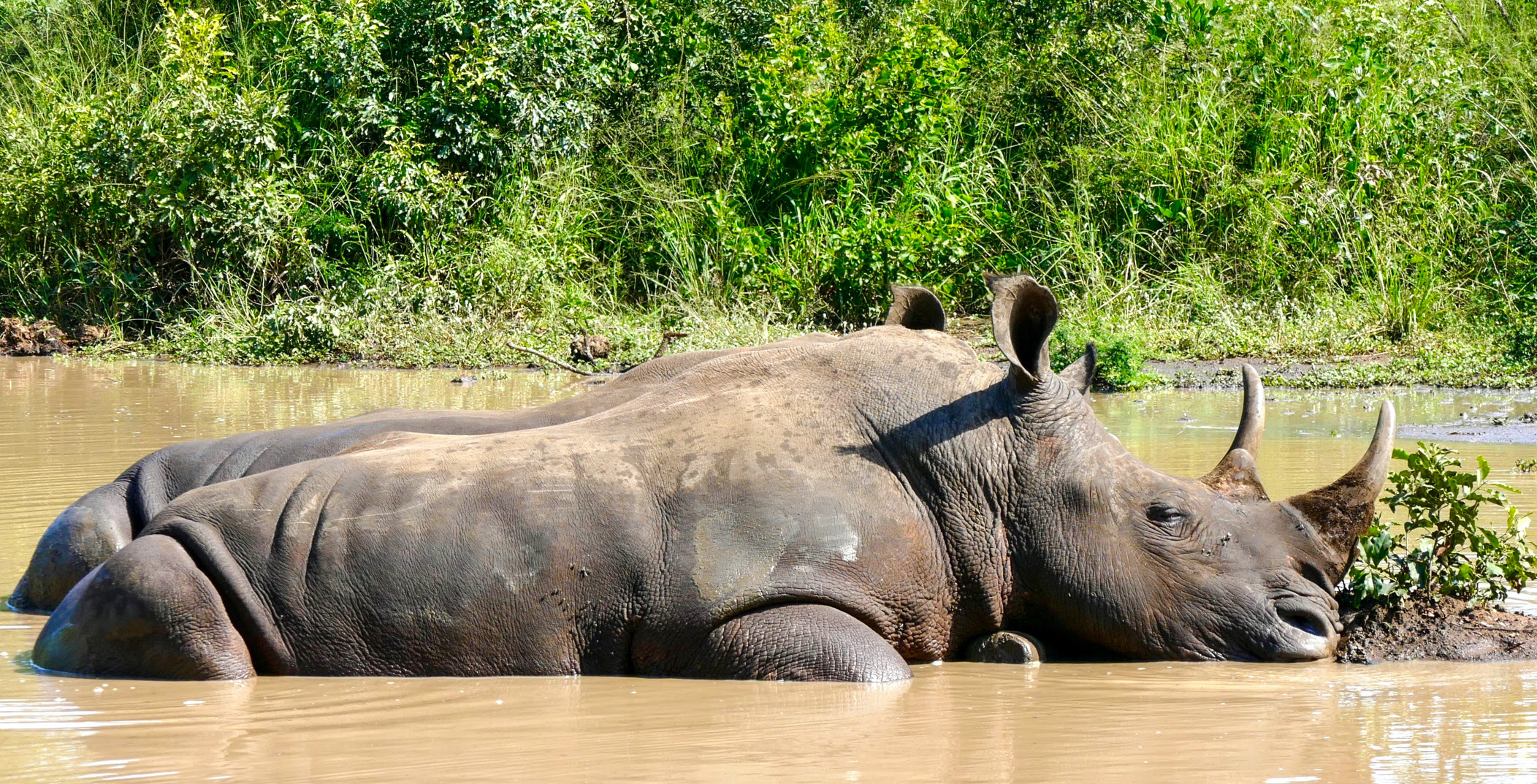 People Saving Rhinos