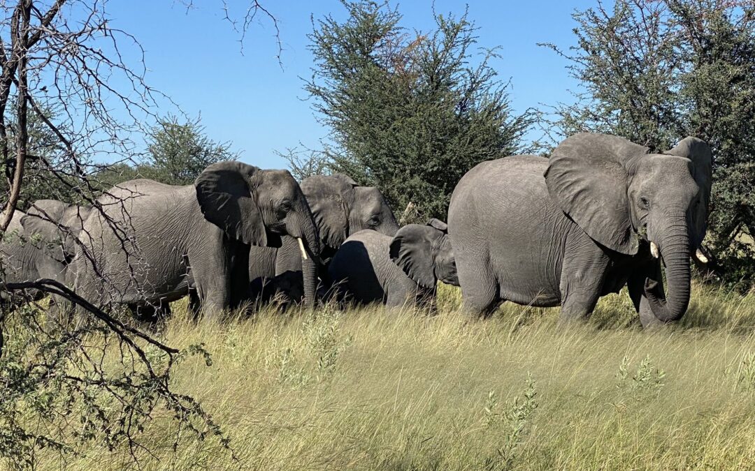 The Call of the Wild, Befriending Nature