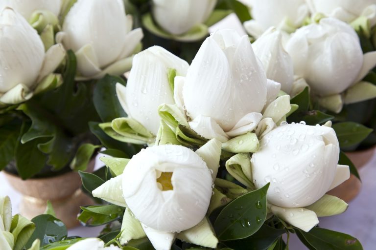 white lotus