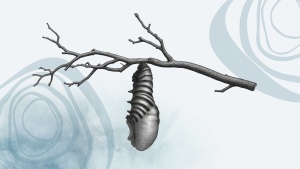 Shedding - Transformation of you - Odyssey Magazine